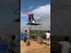 ブルーベリー温室